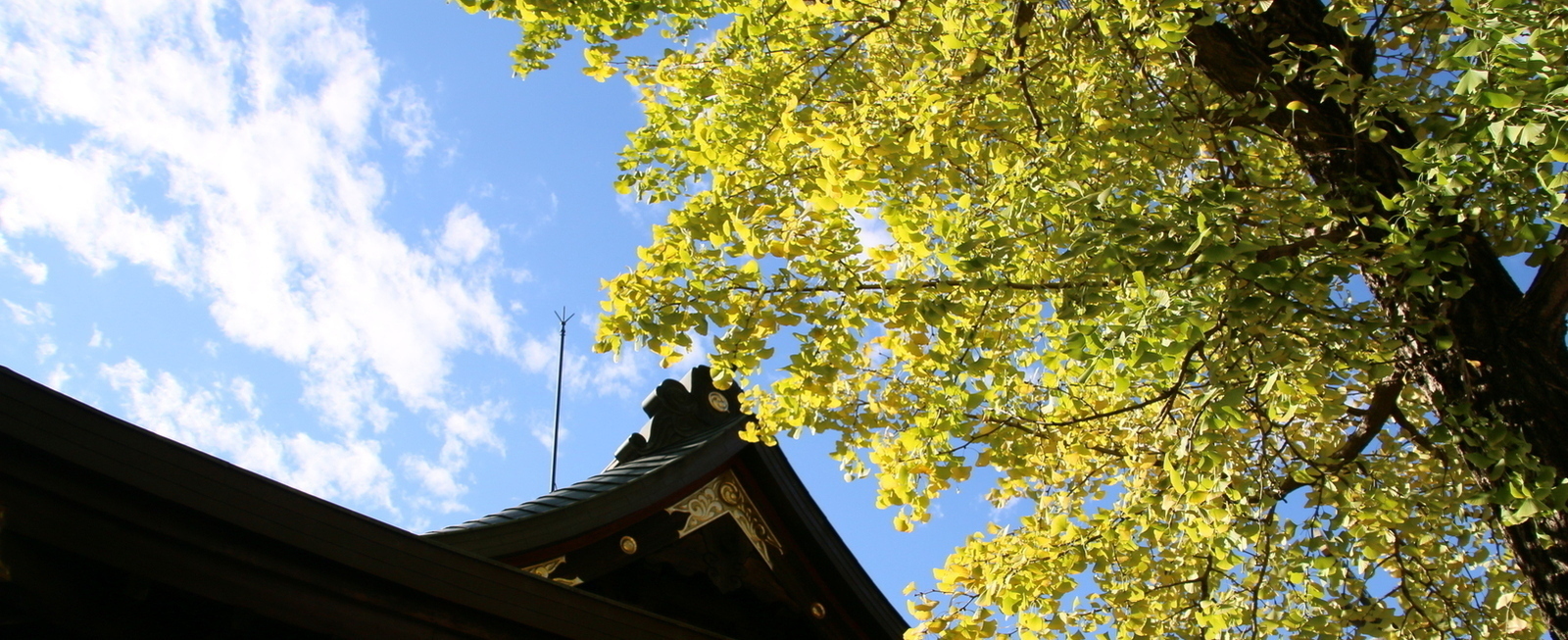 Foto: Ginkgo no recinto do santuário