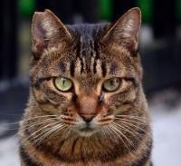 Foto: gato com as pontas das orelhas cortadas em forma de V