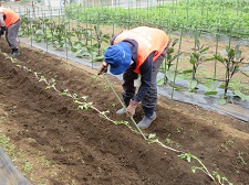 Plantio 2