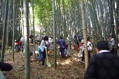 Foto: Experiência de colheita de broto de bambu 1