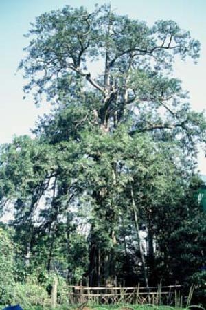 Foto: Árvore Kaya, Monumento Natural de Tóquio