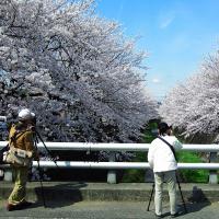 画像　満開の桜を撮る楽しみ