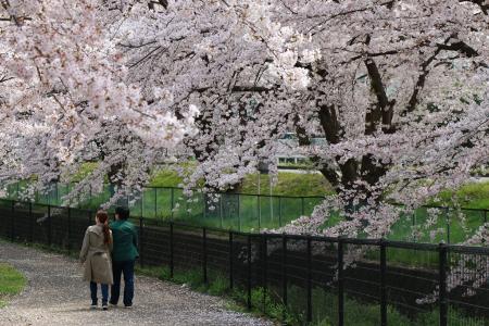 画像　北緑地公園の桜
