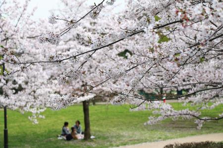 画像　大丸公園の桜