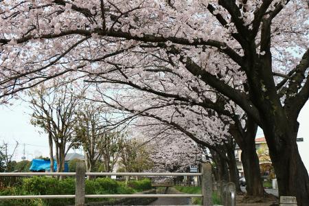 画像　大丸親水公園の桜