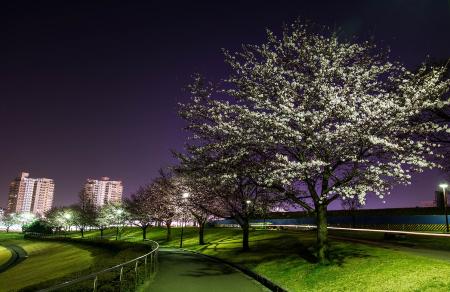 画像　若葉台公園の桜