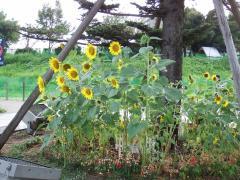 照片:花壇中盛開的向日葵情況