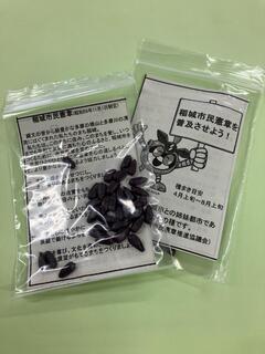 照片:分發用向日葵種子