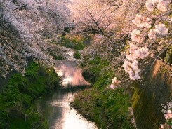櫻花・梨花祭