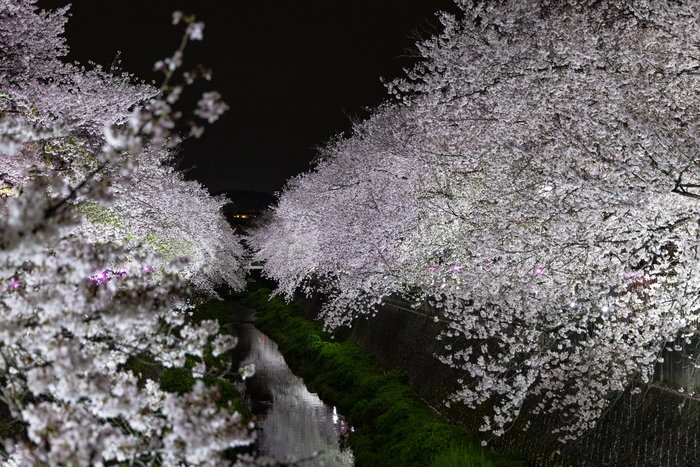三澤川櫻花迴廊的夜櫻（燈光點亮期間）